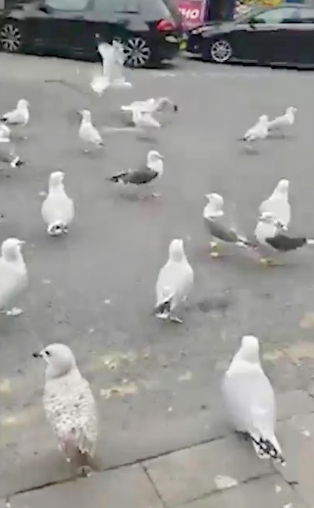 Fearless 'cannibal' seagulls have taken over quiet city centre says shopkeeper