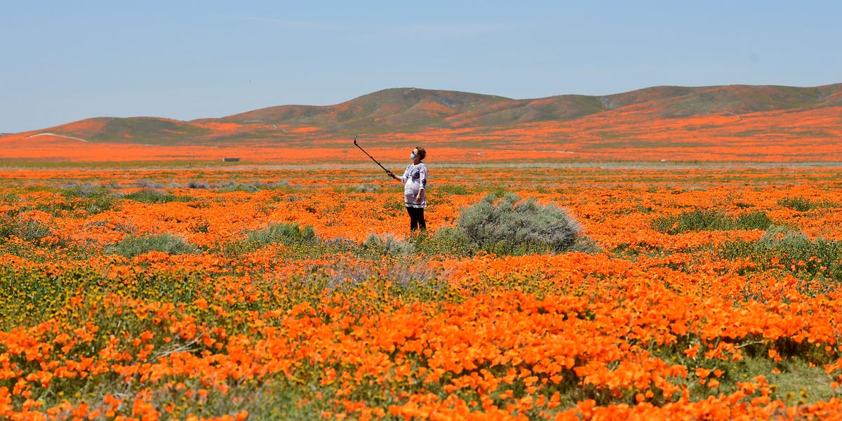 10 stunning photos of Southern California’s poppies bursting into bloom after months of drought