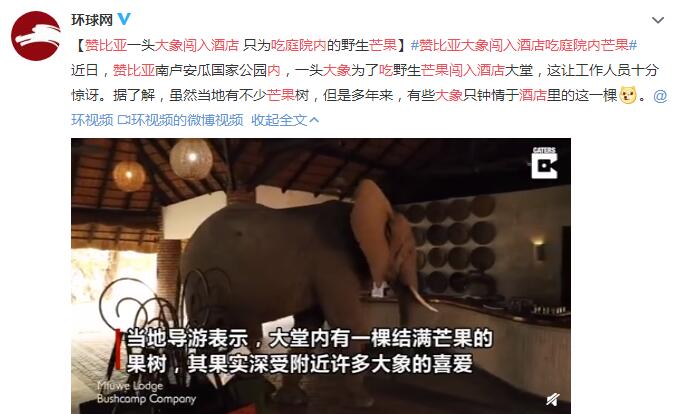 赞比亚大象闯入酒店吃庭院内芒果 多年来只钟情这棵树