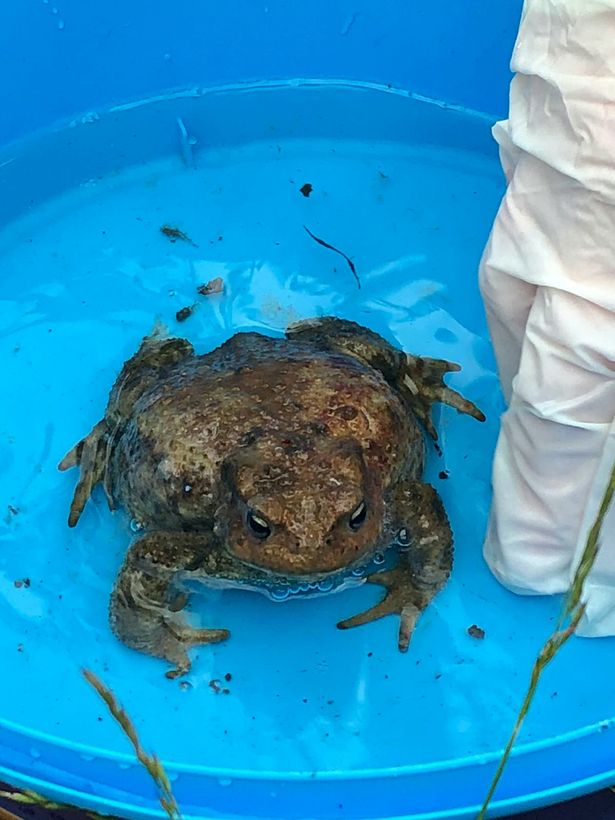 Gory footage shows toad emerging alive from snake's belly after it throws up