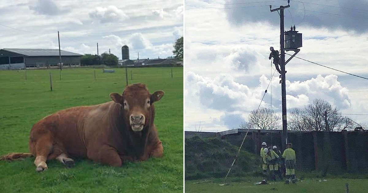 Bull cuts power to 800 homes by scratching ‘itchy bum’ on electricity pole