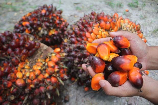 Chin Teck Plantations to acquire Gua Musang plantation for RM45mil