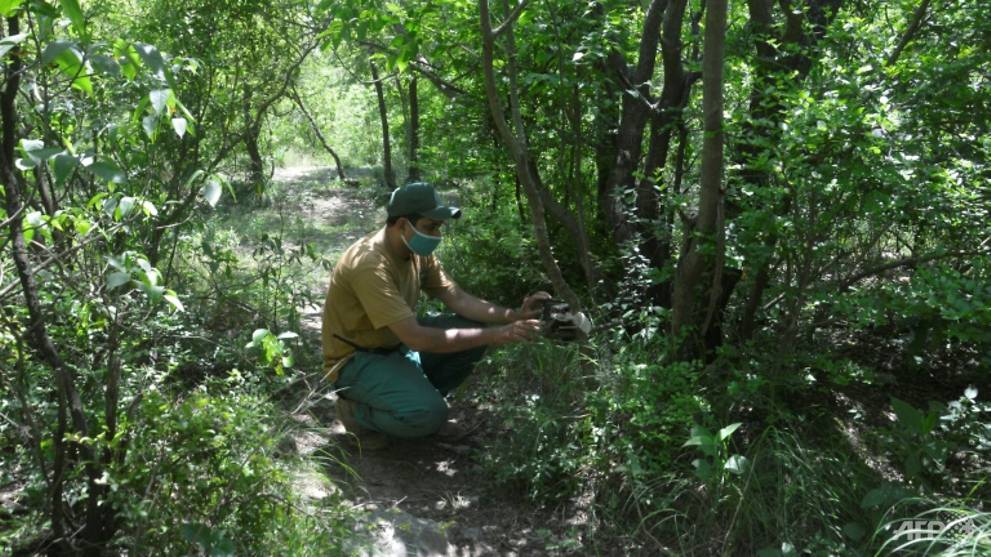 Leopards spotted in Pakistan capital's park as virus clears way