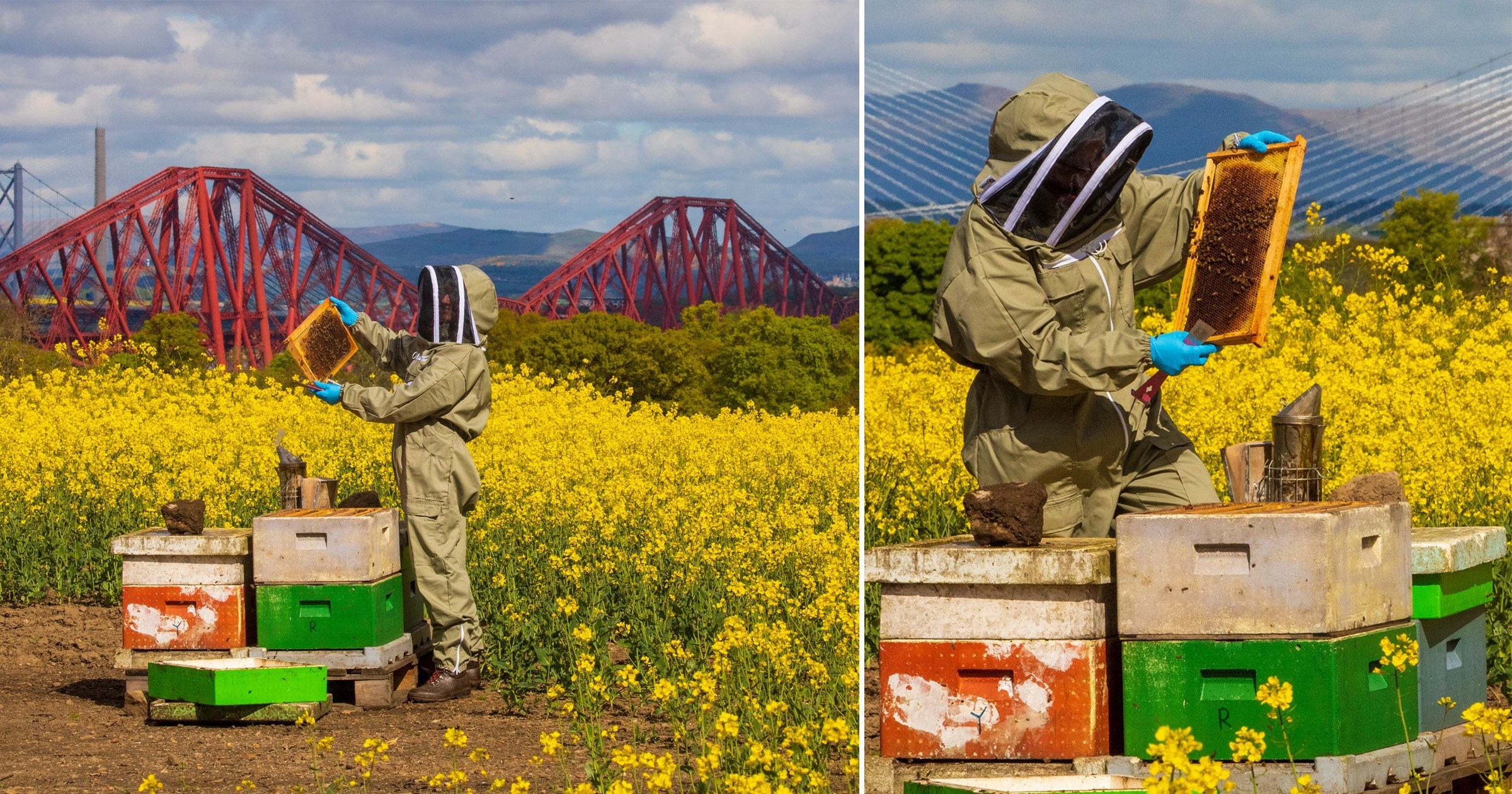 Bees thriving during lockdown as pollution plummets across UK
