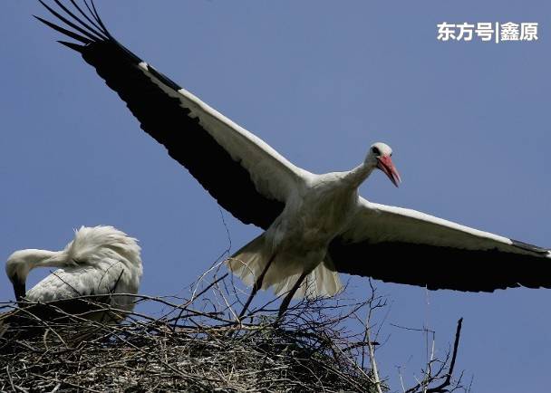 英国珍稀濒危野生白鹳成功孵化，为该国数百年来首例！