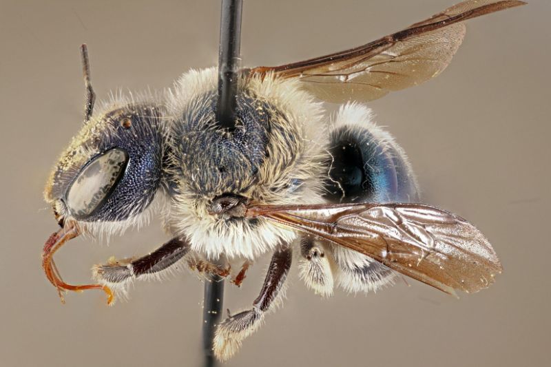 'Ultra-rare' blue bee rediscovered by researchers in Florida