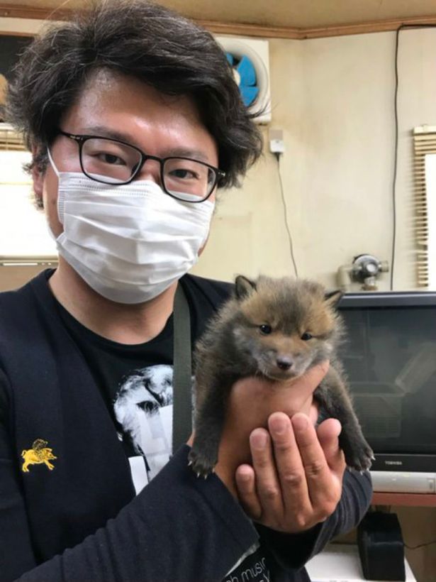Man takes in 'puppy' he found on road - but people are quick to point out it's not a dog