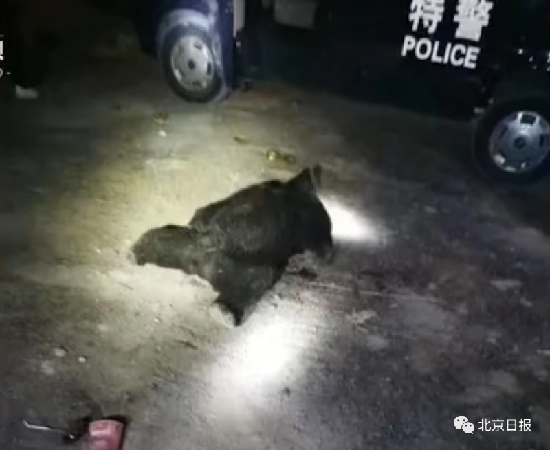 母送儿去读书遭黑熊咬死·儿躲草丛逃过一劫