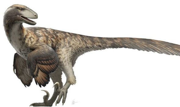 Jurassic Park was WRONG: Raptors did not hunt in packs, scientists find