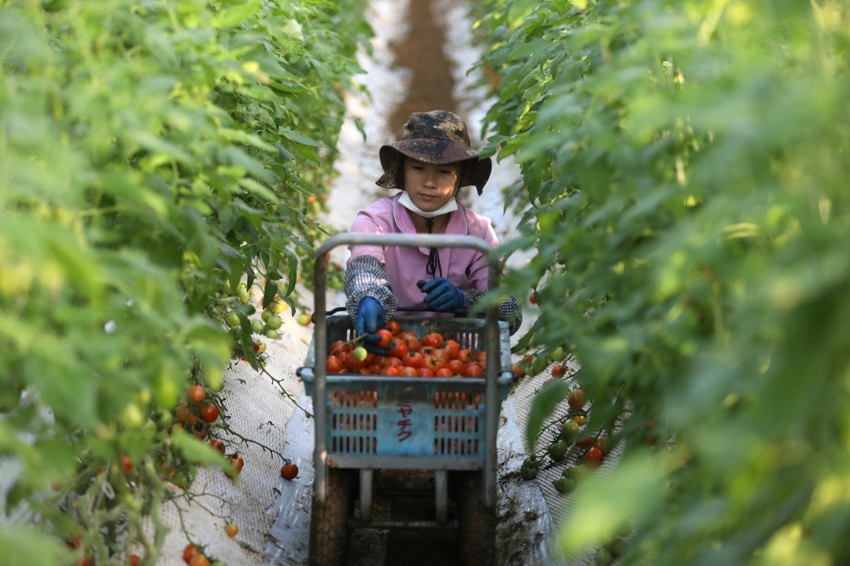 Japan’s rigid coronavirus travel ban leaves foreign workers in a quandary