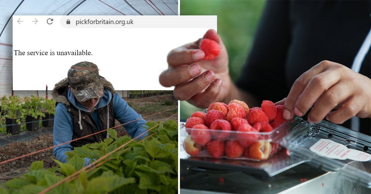 Pick for Britain website down moments after nation urged to sign up