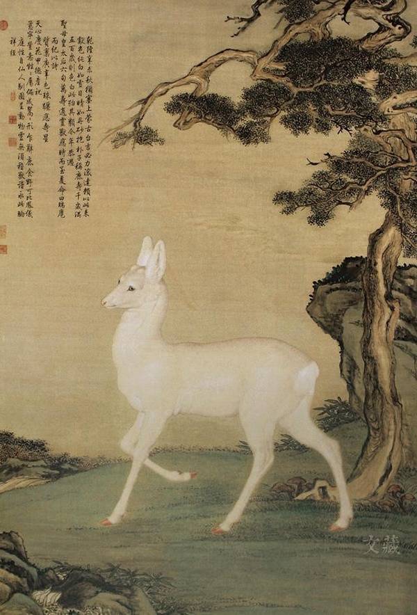 中国惊现“古代神兽“白狍⚡被拍到现身密林觅食!专家: 古代被视为「国宝」!