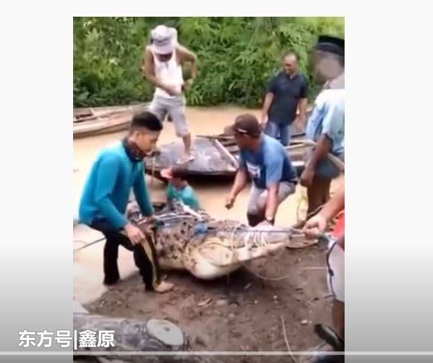 印尼17岁少女被巨鳄拖入河中死亡身上竟毫无咬痕，原因曝光！