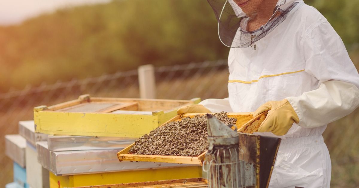 Woman Asks If She’s Wrong For Destroying Her Sister’s Bee Colony After She Was Going To Move It Inside To Live With Them