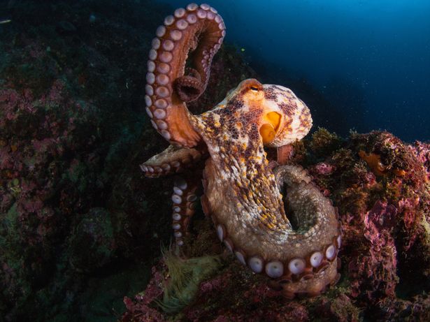 Giant octopus kills every shark that gets close to it in its tank in gruesome killings