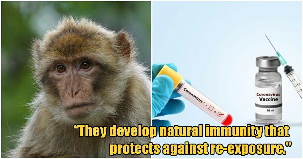 Researchers Find Hope For Covid-19 Vaccine After Monkeys Recover & Develop Immunity Towards Virus