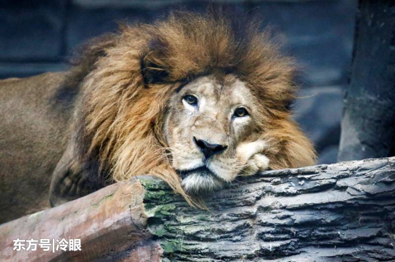 观光客骤减快断粮，印尼动物园做最坏打算：杀鹿喂虎、狮