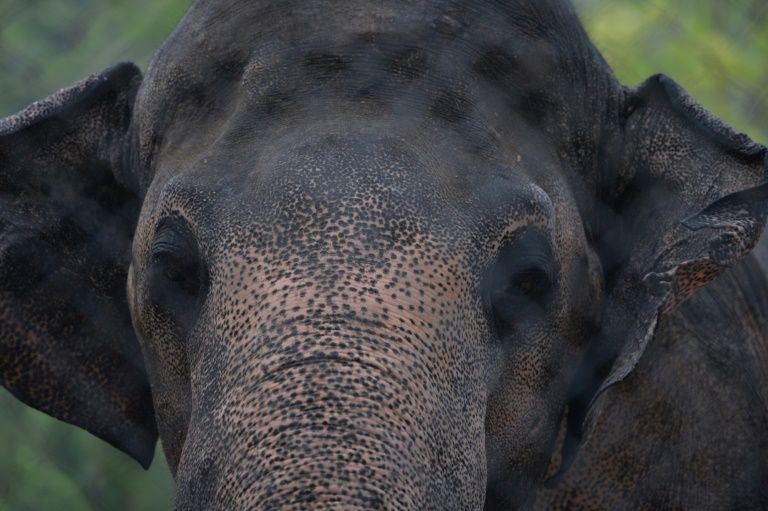 Cher's Joy as Pakistan agrees to free lonely elephant kaavan