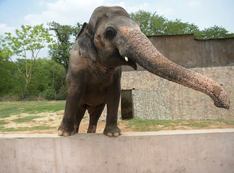 Cher tweets Joy as Pakistan agrees to free lonely elephant kaavan