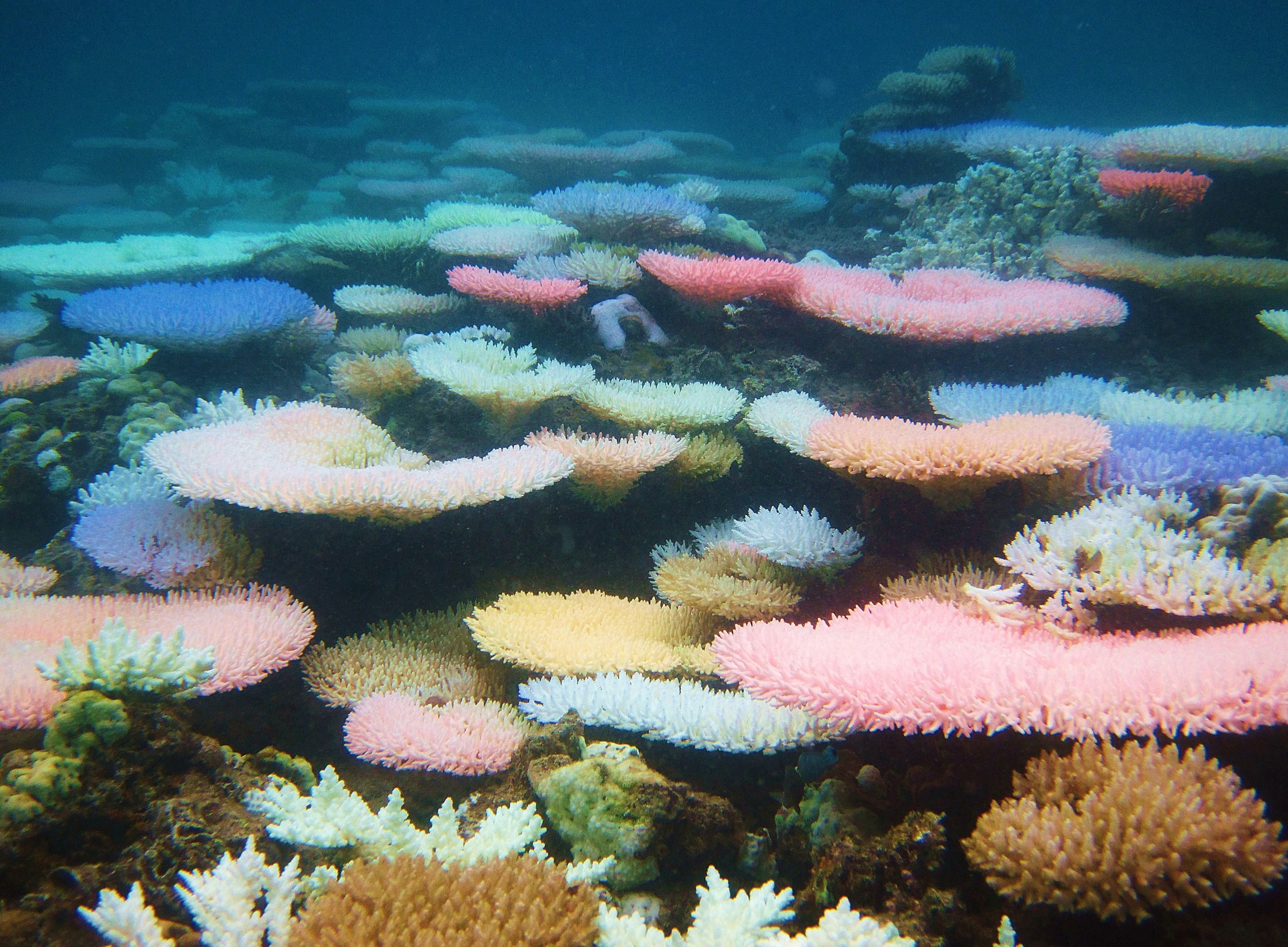 Scientists find coral reefs emit dazzling colours as ‘sunscreen’ against warming waters