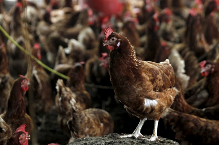 California: Chartered Planes Airlift 1,000 Chickens Rescued From Mass Kill