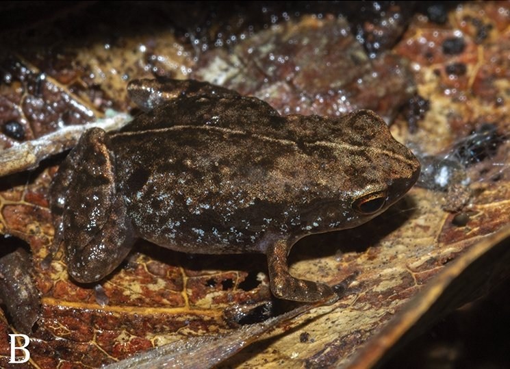 New species of frog discovered and it’s already critically endangered