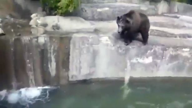 'Drunk' zoo visitor filmed 'trying to drown bear' after breaking into enclosure