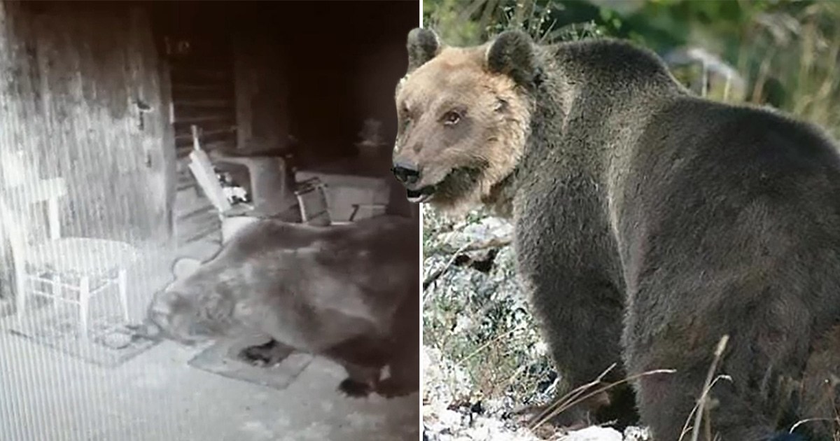 Honey stealing, cow-chasing bear’s nine months on the run comes to an end