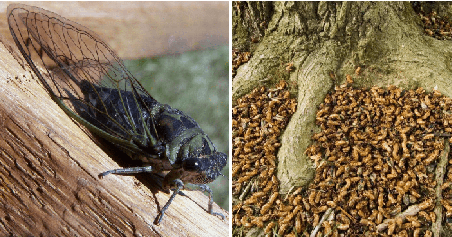 Millions of Cicadas Will Emerge From Underground This Year!
