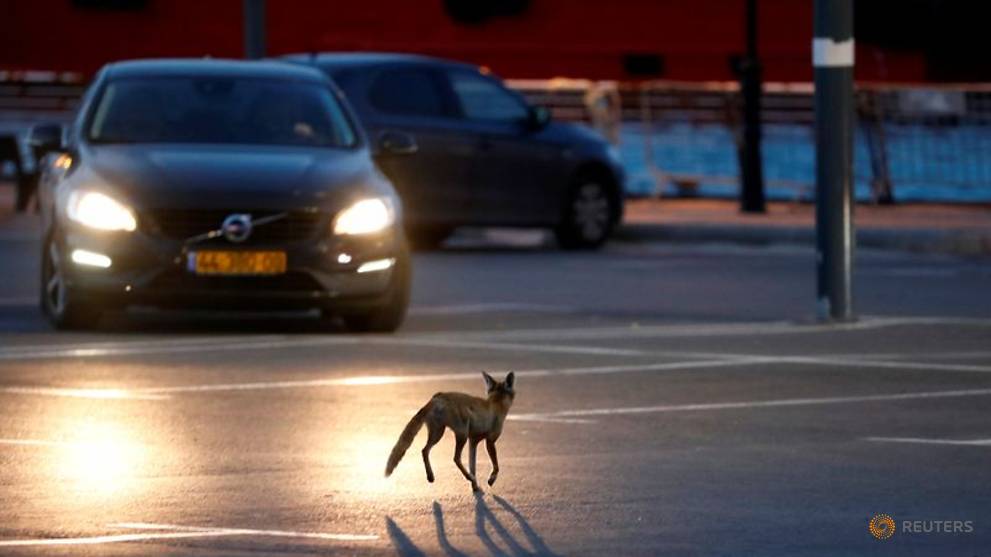 Commentary: The wonder of clear skies and returning wildlife is our new climate problem