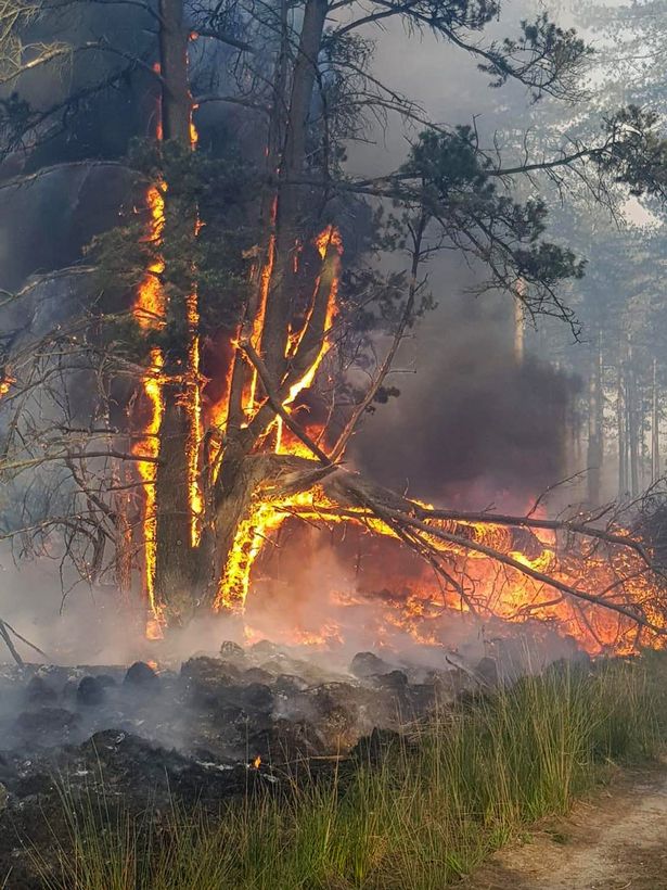 Wareham Fire: 150 firefighters tackling huge 5 day forest blaze started by barbecue