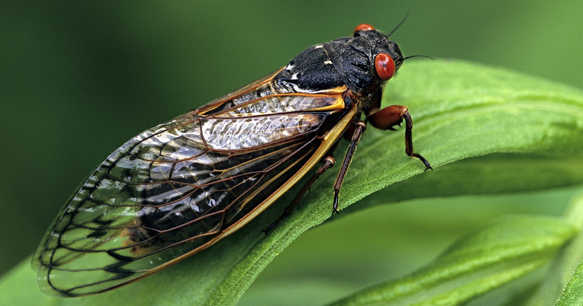 Millions Of Cicadas Expected To Emerge From The Ground This Summer