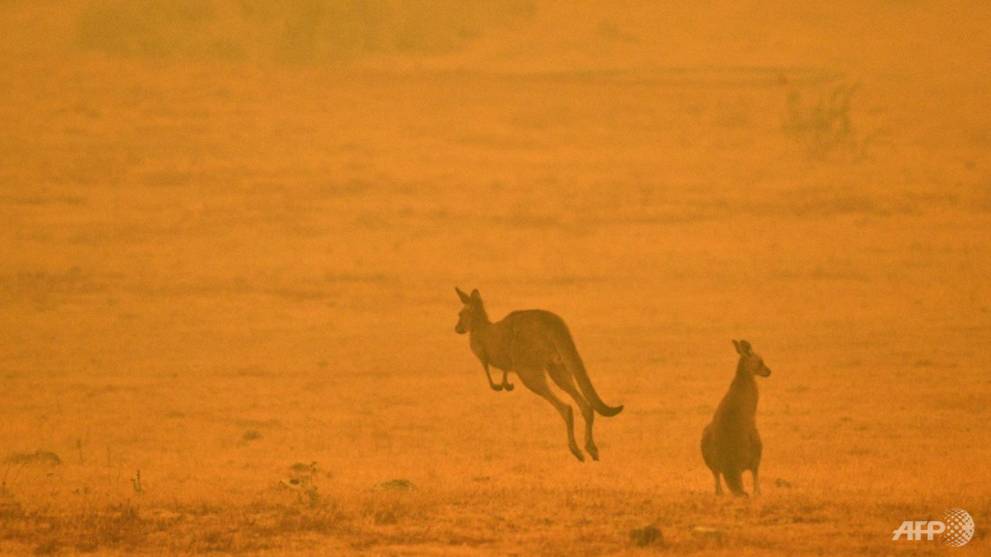 Australia bushfire smoke linked to hundreds of deaths