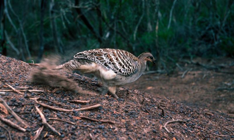 Armchair expeditions: the addictive joy of dunnart spotting