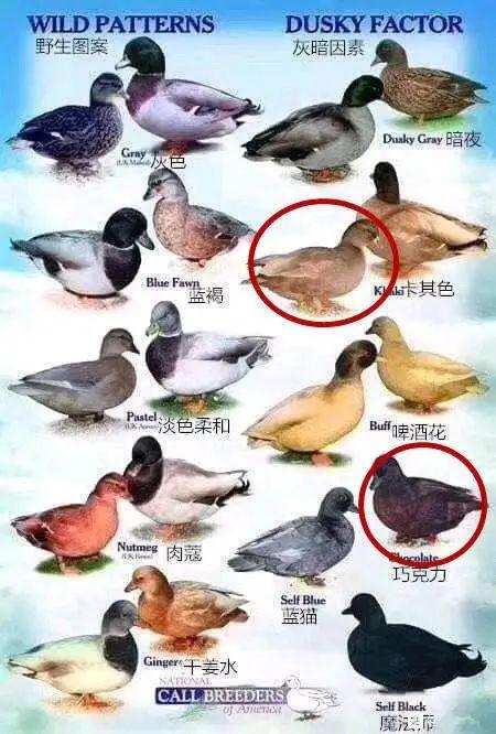柯尔鸭：我们这届鸭子，已经不是道菜了！
