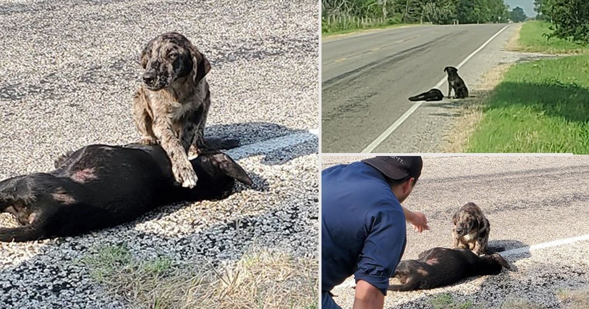 Dog called Guardian refused to leave sister after she was killed on road