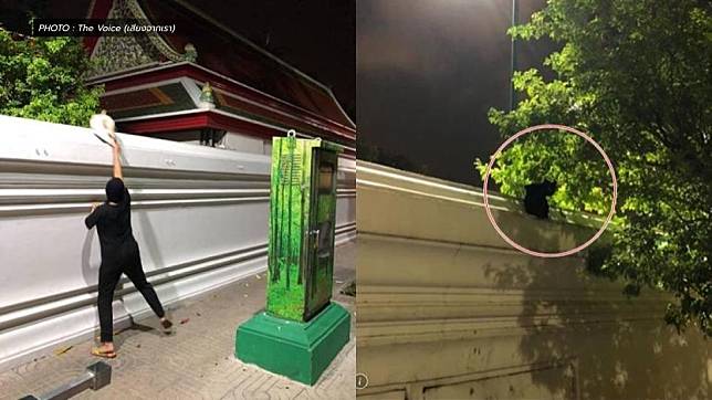 ”对毛发过敏“·女子弃5猫入寺