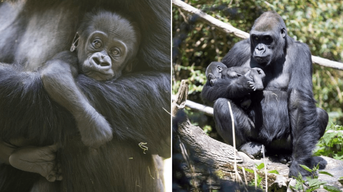 Baby gorilla has emergency surgery after getting caught up in family brawl at zoo