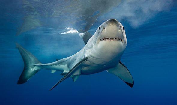 Terrifying great white shark measuring up to 20ft spotted circling boat off Italian coast
