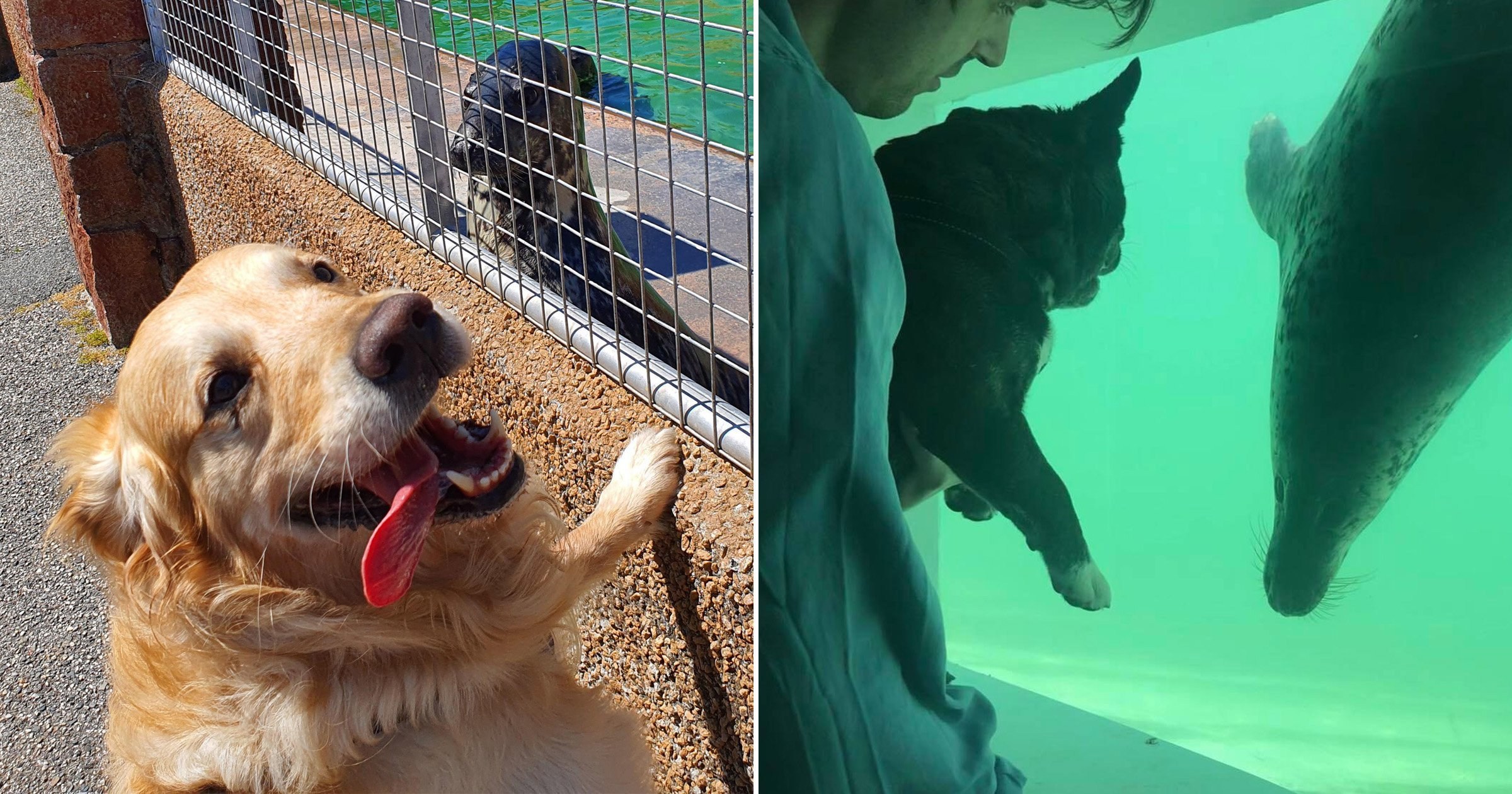 Dogs visit seal sanctuary to keep them company because they’re missing humans