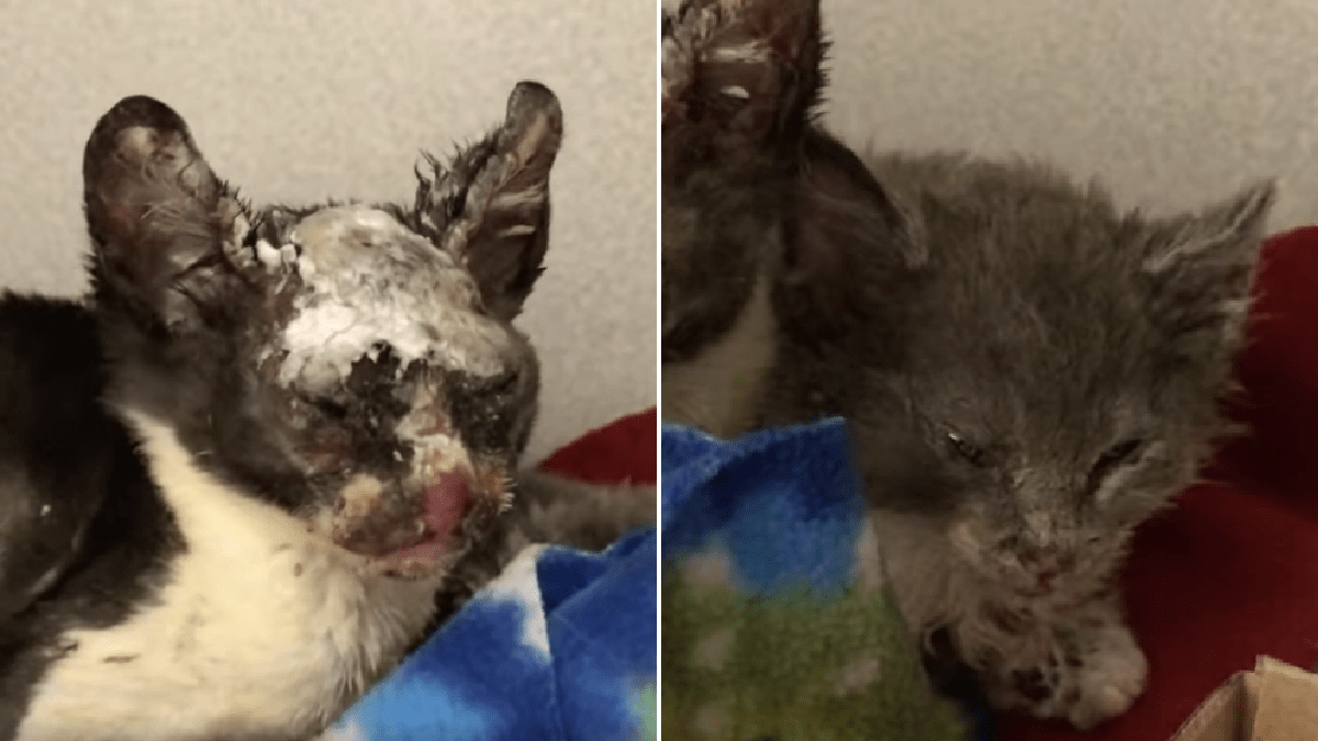 Kittens horrifically burned after abuser put 9 in box and set them alight