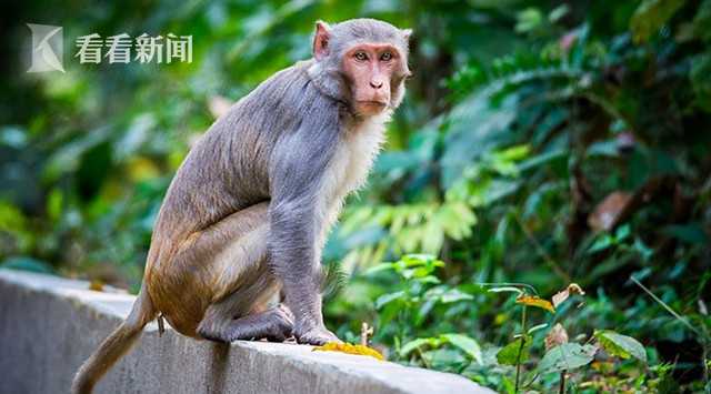 印度猴群闯医学院 抢走新冠肺炎患者血样
