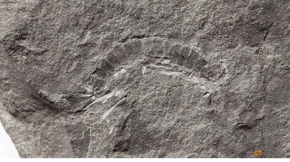 Millipede from Scotland is world's oldest-known land animal