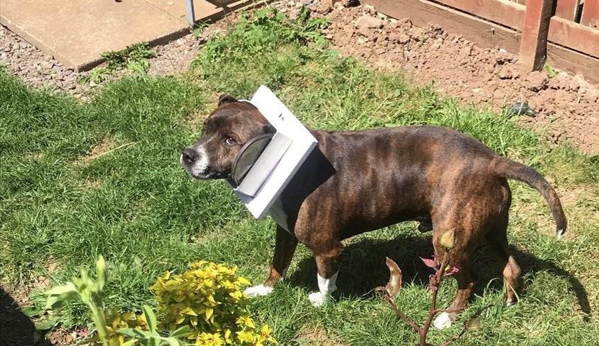 Jock the Staffy so excited to go outside he gets stuck in the cat flap