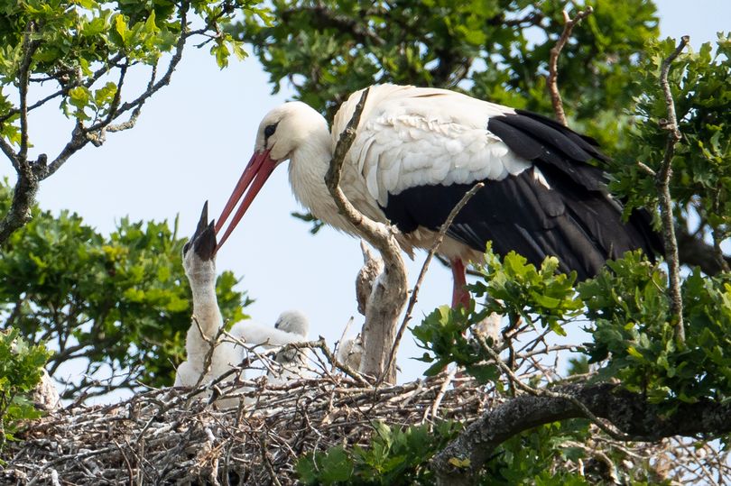 First white storks in six centuries brings hope to British conservationists