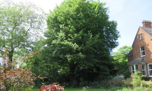 Tree of the week: 'I have been friends with it all my life'