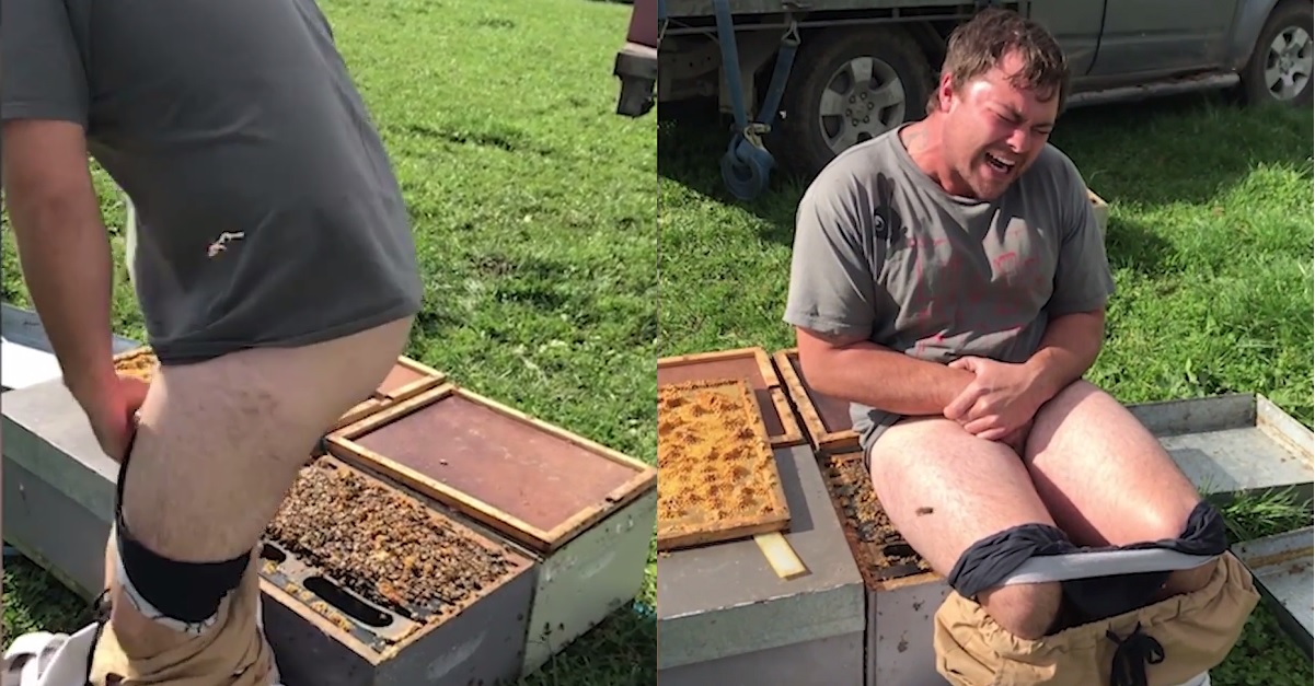 Man wins horrible bet by sitting on beehive with no pants
