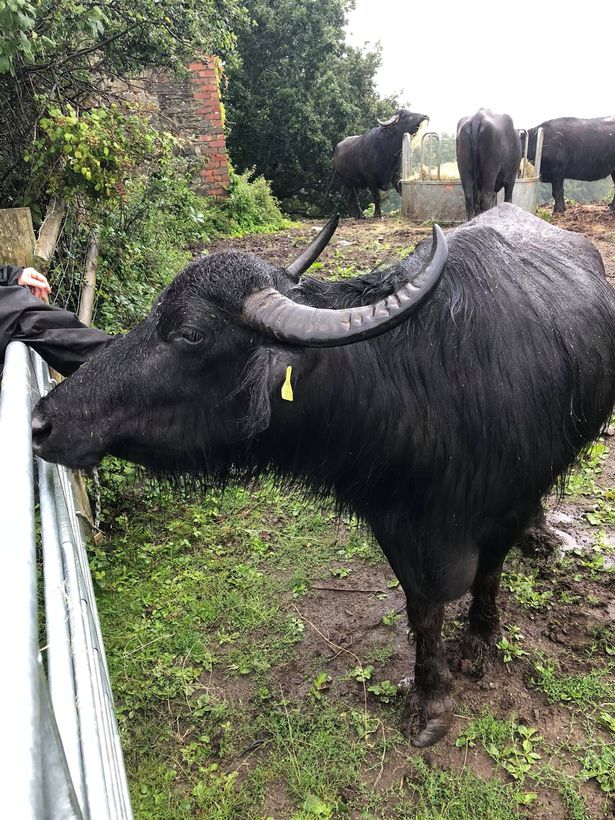 Brave son, 19, died trying to save father from water buffalo farm attack