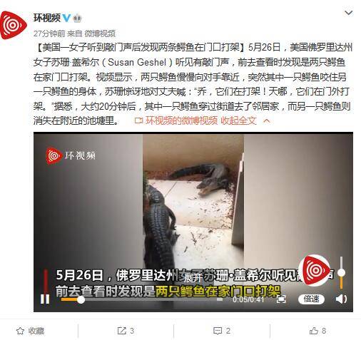 美国一女子听到敲门声后发现两条鳄鱼在门口打架