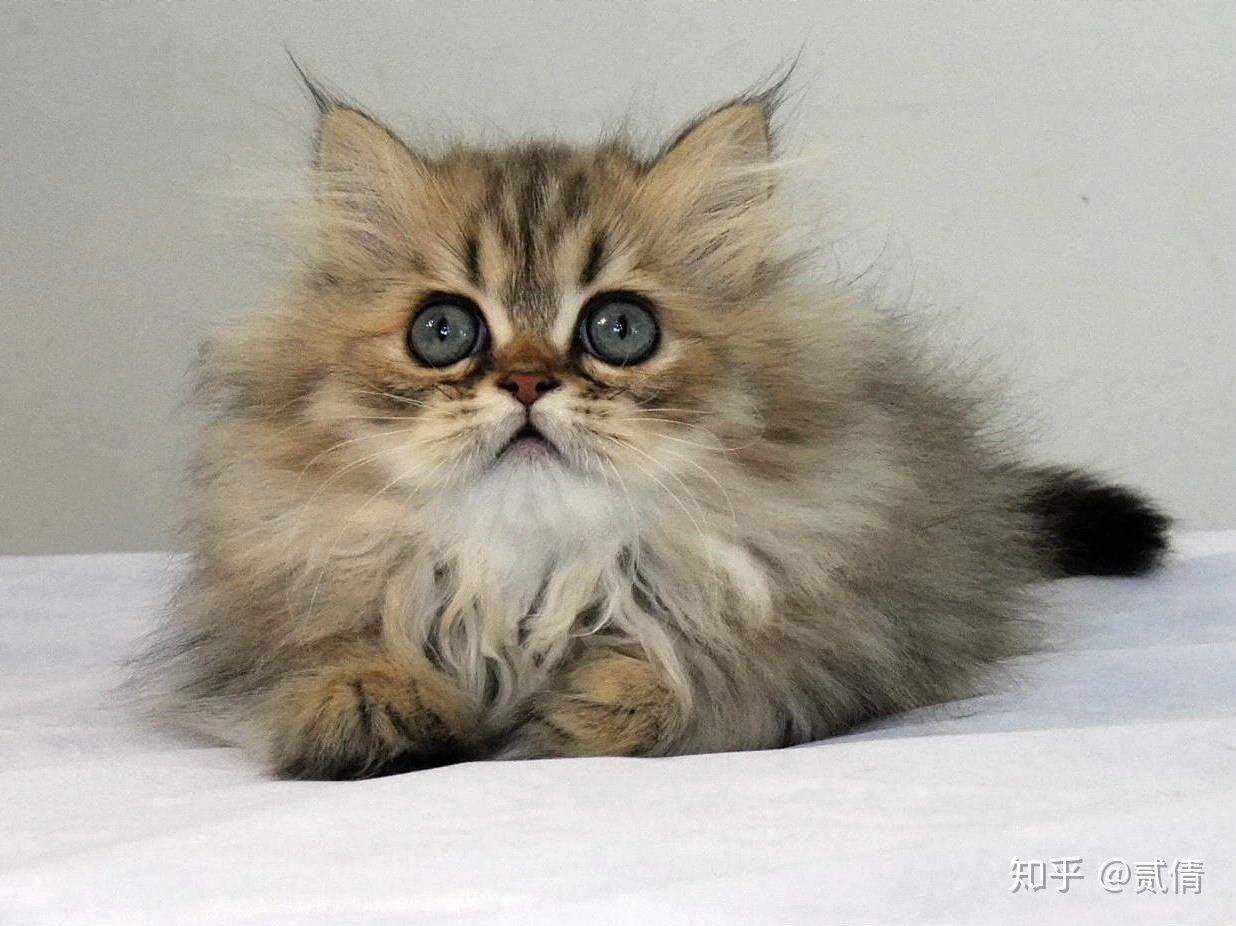 盘点不同的猫咪品种！猫奴必看，疗愈的猫猫大合集！
